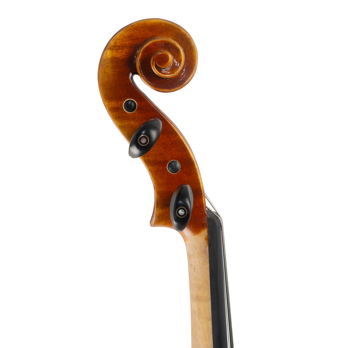  Viola Antoni Marsale Oficina 2024 n520 Grau B 40,7cm